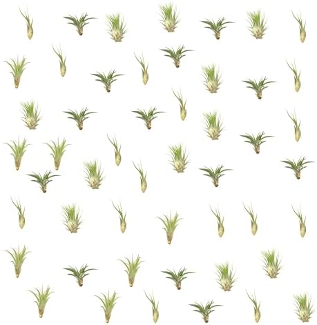 Bundle of 50 Assorted Indoor Tillandsia Air Plants - 1-2" Each - Wedding Favors, Live Indoor Party Decor, for Terrariums, Hanging Planters, Home Decor, and Floral Design by NWWholesaler