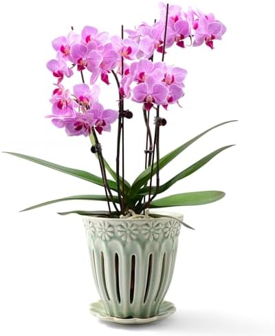 SUADEN 5" Ceramic Orchid Pots with Holes, Drainage and Separate Saucer by SUADEN