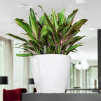 LECHUZA 16020 Classico LS 21 Self-Watering Planter, White High Gloss - Image 2