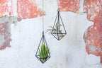 5 Pack Black Metal Pendant Hanging Planter with Assorted Medium Air Plant - Macrame Holder for Indoor Plants - Succulent Plant Hanger - Available in Wholesale and Bulk- Home and Garden Décor - Image 4