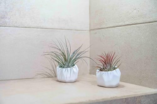 Air Plant Shop White Geometric Holder Sets of 3 with Mixed Air Plants - Succulents - Live Tillandsia - Easy Care Indoor and Outdoor House Plants - Image 6