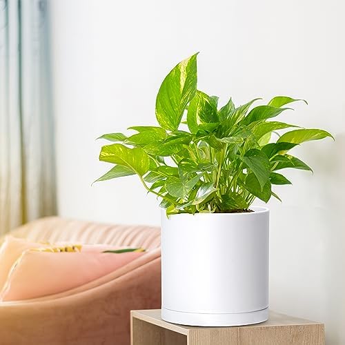 D'vine Dev 2-Pack White Plastic Planters with Saucers, 6.5 in, 74-Z-L-1 - Image 5