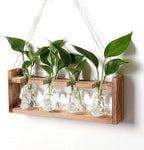 Plant Propagation Stations Halloween Skull Plant Terrarium Kit by CYZglass