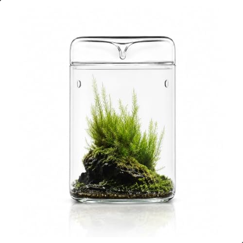 Bioloark Glass Plant Terrarium MY-120H, 4.7" x 7" Small Desktop Moss Terrarium with Dew-Collecting Lid, Ventilation Holes, High-Clarity Glass Jar for Ferns, Small Plants & Office Décor by Unknown