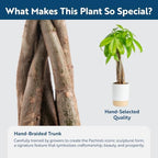 Costa Farms Money Tree Live Indoor Plant, Easy Care, Pet Safe, Decor Pot - Image 3