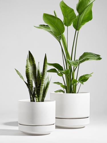 LE TAUCI Large 14 Inch Plant Pot with Saucer | Ceramic Outdoor & Indoor Big Planter Pot | Drainage Hole, Mesh Pad | Unglazed Porous | Modern Minimalist for Home and Patio – Chalk White - Image 2