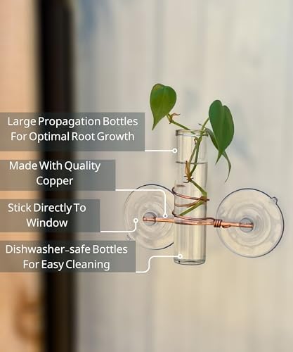1 Lily Window Plant Propagator- Window Plant Propagation Station with Removable Glass Test Tubes for Indoor Plant Clippings, Cut Flowers, Herbs, Succulents | Home Decor | Plant Lover Gift (1 Lily) - Image 4