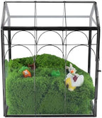HighFree Geometric Plant Terrarium with Lid (Black with Side Door) - Image 3