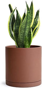 D'vine Dev 3-Pack Rust Terracotta Pots & Saucers, 4/5/6 in, 40-T-A-3 - Image 6