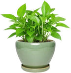 Ceramic Planter with Saucer for Indoor Plants (Light Green, 8.7 Inch) by Unknown