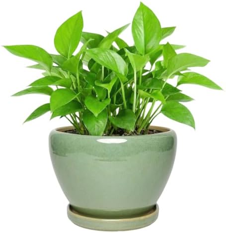 Ceramic Planter with Saucer for Indoor Plants (Light Green, 8.7 Inch) by Unknown
