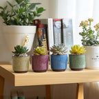 T4U Mini Succulent Pots, Small Ceramic Planters, Retro Gift Set of 12 - Image 6