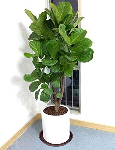 4 Pack of 14 inch Plant Saucer, Heavy Duty Round Plant Trays for Pots, Bird Bath Bowls, Plastic Plant Water Tray, Flower Plant Saucers for Indoors (14", Chocolate) - Image 3