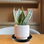 6 Pack Plant Saucer Drip Tray 16 inch, Potting Trays for Plants, Heavy Sturdy Plastic Planter Flower Pot Saucers for Indoor Outdoor Garden, Plant Water Drip Trays for pots (16", Black) - Image 6