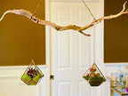 WGV Hanging Geometric Planter Terrarium Bulk Width 6" Height 8" Clear Glass Gold Frame DIY Succulent air Plant Miniature Fairy Garden Windowsill Decor Raised Pyramid 6 Pieces - Image 3