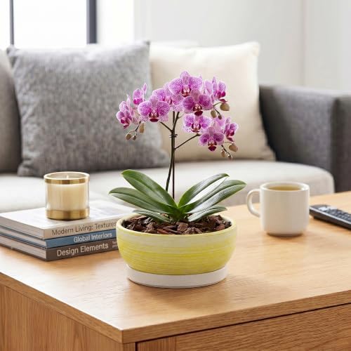Pots for Succulents, 8 Inch Ceramic Bonsai Tree Pot, Brushed Yellow - Image 5