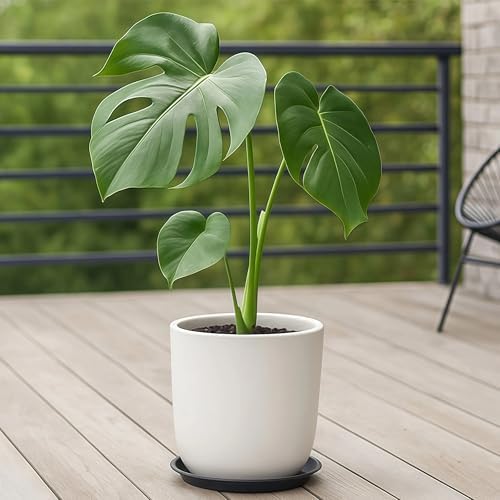 10 Pack Plant Saucer 20 Inches Plastic Drip Trays to Catch Water, Black - Image 3