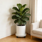 10 Inch Plant Pot with Caddy - Image 3