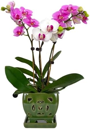 W&W Orchid Pot with Holes and Saucer for Repotting, Seagreen, 5.5" by WWHomeDecor