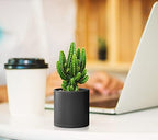 D'vine Dev 12-Pack Mini Black Plastic Planters with Saucers, 3 in, 74-Y-C-4 - Image 3