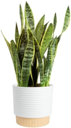 Costa Farms Snake Plant, Live Indoor Plant, Air Purifying, Easy Low Light by Unknown