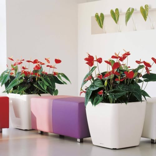 Lechuza 16160 Quadro LS 35 Self-Watering Planter, Cream White High Gloss - Image 2