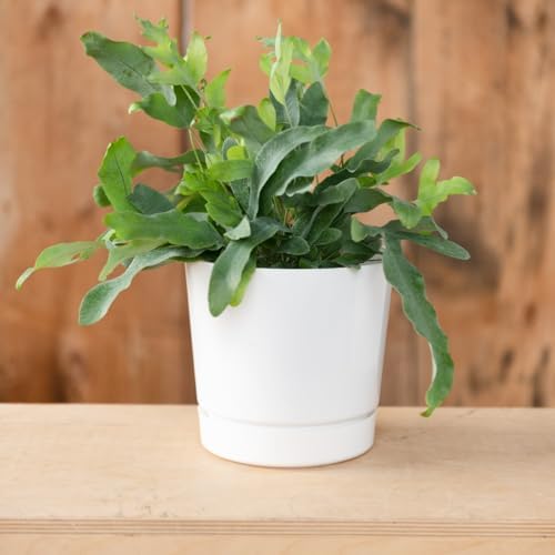Root & Vessel Majestic Full Depth Cylinder Pot, Glossy White, 14-Inch (10142) - Image 2