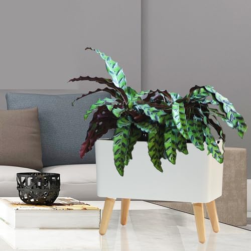 13.5 Inch Indoor Decorative Planter Pot with Solid Wood Legs, Self Watering Pots with Water Shortage Alarm Plant Pot for Modern Flower Planter for Home & Garden(White) - Image 6
