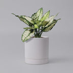 HERDUK 6 Inch Ceramic Plant Pot with Drainage & Saucer - Indoor Planter for Succulents, Cacti & Aloe Vera - Striped Design, High-Temp Fired Clay, Lightweight Modern Decor White by Herduk