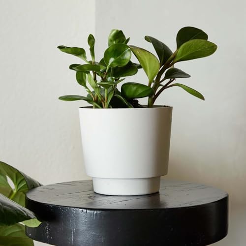 Bloem Harlow 6" Plastic Planter, Modern Design, Vanilla Bean, 4-Pack - Image 2