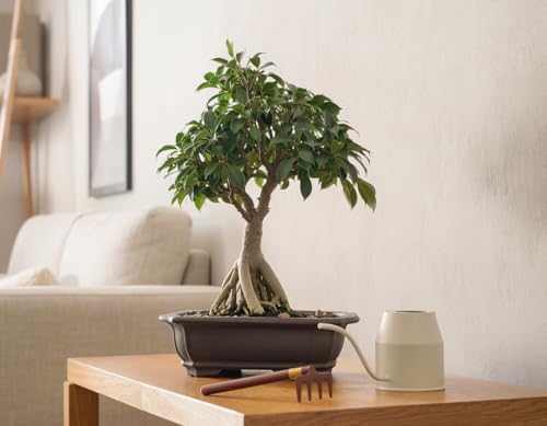 Miracle LED Absolute Daylight Full Spectrum, Ficus Bonsai Starter Grow Light Kit (Braided 4-Socket) - Image 2