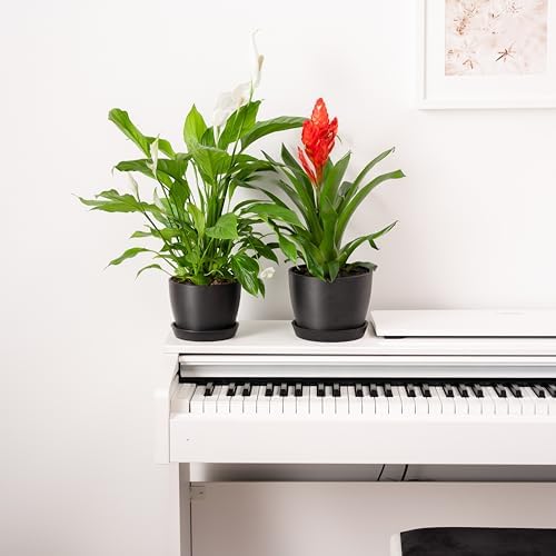 Kin 'n' Kind Set of 2 Minimalist Plant Pots (6.5" & 5.5") – Modern Indoor Planters with Drainage & Saucers & Plugs – Durable Eco-Conscious Composite, Indoor/Outdoor – Marin Night Black - Image 6
