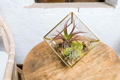 Heptahedron Geometric Glass Terrarium Kit with Red Abdita and Ionantha - Air Plant Tillandsia Holder - Live Tillandsia Succulent House Plant - Home and Garden Decor - Easy Care Indoor Outdoor Plants - Image 5