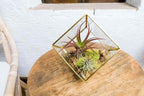 Heptahedron Geometric Glass Terrarium Kit with Red Abdita and Ionantha - Air Plant Tillandsia Holder - Live Tillandsia Succulent House Plant - Home and Garden Decor - Easy Care Indoor Outdoor Plants - Image 5