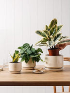 LE TAUCI Ceramic Pots for Plants, 4.3+5.3+6.8 Inch, Set of 3, Glazed Beige - Image 4
