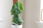 Gardenera Monstera Dubia Potting Mix - Perfectly Formulated for Unique Plant Needs - 4 Quart - Image 5