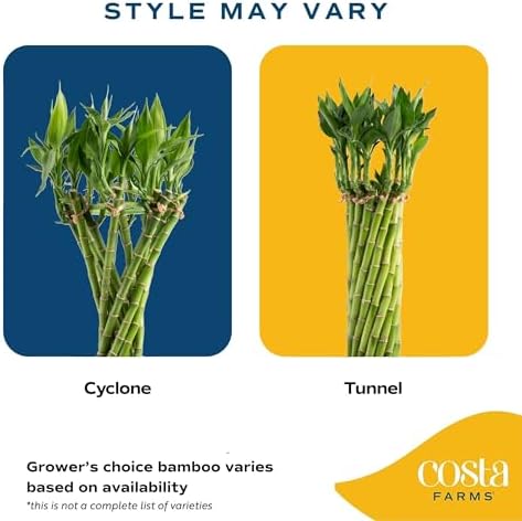 Costa Farms Lucky Bamboo, Live Indoor Plant, Easy Care, Home Decor - Image 2