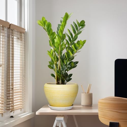 Ceramic Planter 10 Inch, Ceramic Pots for Plants, Textured Yellow - Image 5