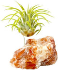 Red Calcite Crystal Air Plant Holder Made Includes Healthy Air Plant and Gift Box Meaningful Birthday Gift by Unknown
