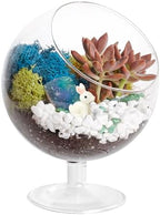 Creations by Nathalie 6 Inch Chalice Terrarium Kit with Live Succulent - Image 5