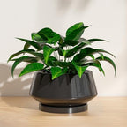 8.3 Inch Black Ceramic Planter with Drainage Hole and Saucer - Image 4