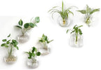Mkono Wall Hanging Planter Propagation Glass Vase for Hydroponic Plants Home Office Living Room Bathroom Garden Decor by Mkono