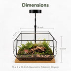 Luckyrunes Complete Glass Terrarium Kit with Live Moss, Rectangle - Image 3