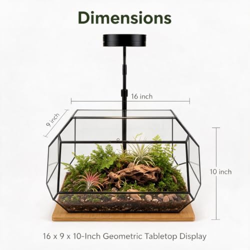 Luckyrunes Complete Glass Terrarium Kit with Live Moss, Rectangle - Image 3
