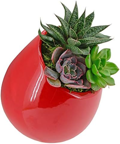 Arcadia Garden Products WP26 Small Round Wall Planter 3-Pack-Red - Image 3