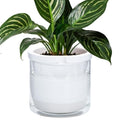 D'vine Dev Self-Watering White Terracotta Planter Pot, 8 in, 37-X-C-2 by DvineDevPlanterPotsandStand