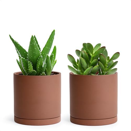 D'vine Dev 2-Pack Rust Terracotta Plant Pots with Saucers, 5 in, 40-V-B-2 by DvineDevPlanterPotsandStand