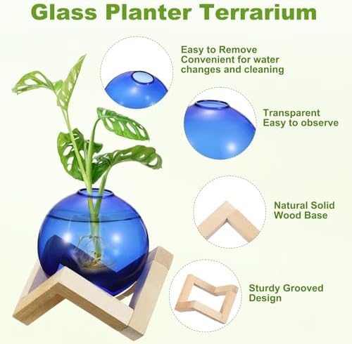 M METERXITY 2 Pack Glass Planter Terrarium with Wooden Stand, Desktop Plant Propagation Station Bulb Vase for Hydroponic Plants Propagation/Home Garden Decor/Plant Lover [Blue] - Image 2