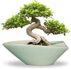 Bonsai Pot - 12 Inch Ceramic Planter Pot with Drainage Hole Large Modern Planter Decorative Glazed Succulent Plant Pot for Indoor Outdoor Plants Green by EPFamily