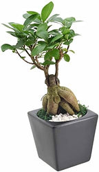 Ginseng Ficus Bonsai Live Indoor Plant in Carolina Square Ceramic Planter for Home, Work, or Gift, Black *Cannot Ship to California* - Image 2